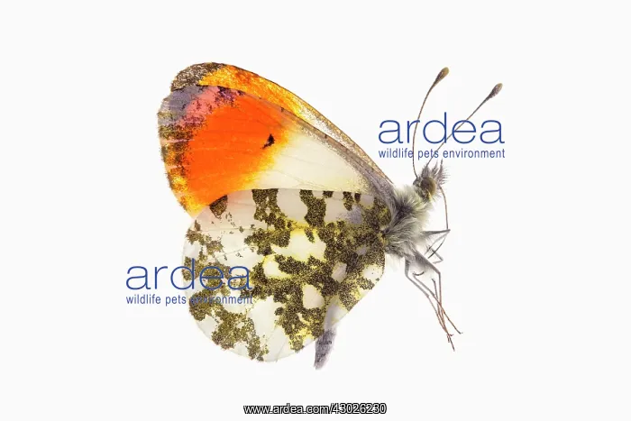 : Orange Tip Butterfly : Orange Tip Butterfly