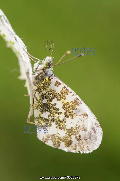: Orange Tip Butterfly : Orange Tip Butterfly
