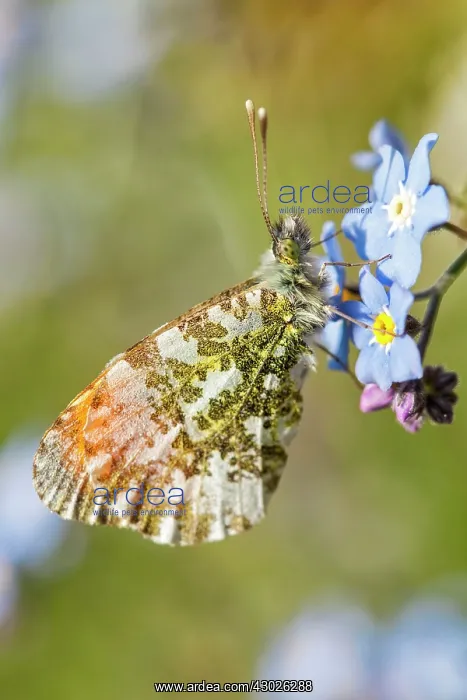 : Orange Tip Butterfly : Orange Tip Butterfly