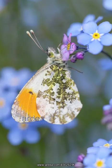 : Orange Tip Butterfly : Orange Tip Butterfly