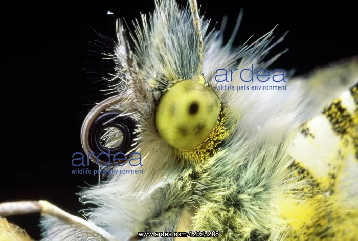 : Orange-tip Butterfly - close-up of head : Orange-tip Butterfly - close-up of head