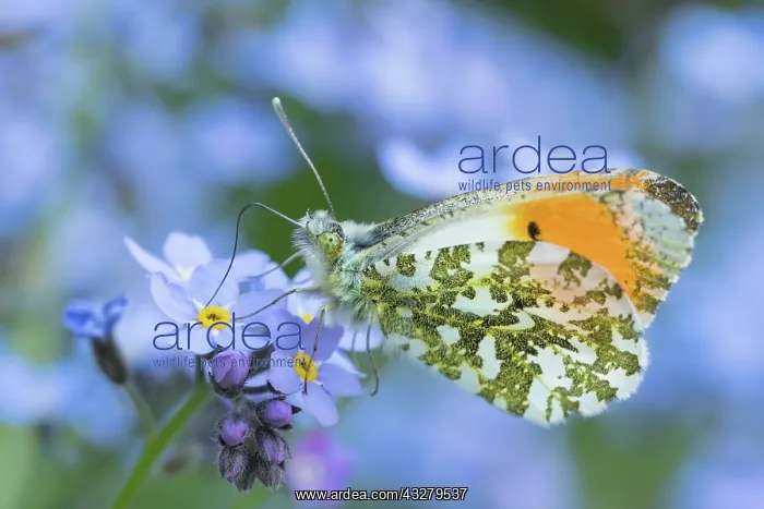  : Orange Tip Butterfly feeding on Forget-me-not flowers