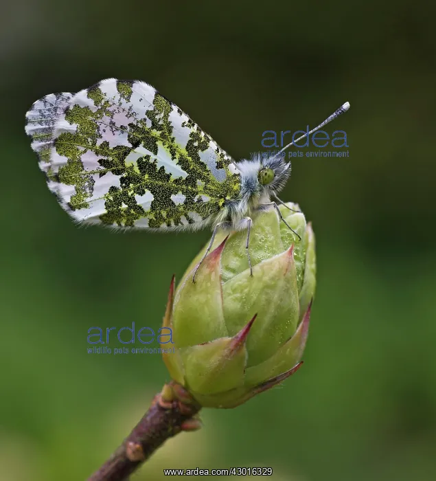 : Orange-Tip Butterfly female resting on Azalea bud May : Orange-Tip Butterfly female resting on Azalea bud May