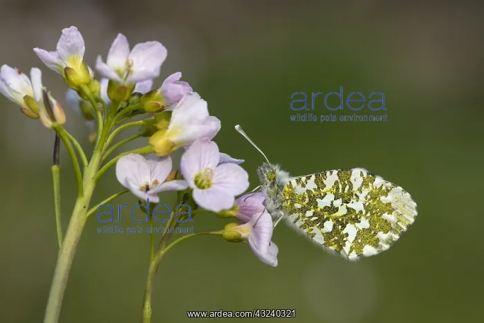 : Orange Tip Butterfly - Female - Roosting - Lancashire - UK : Orange Tip Butterfly - Female - Roosting - Lancashire - UK