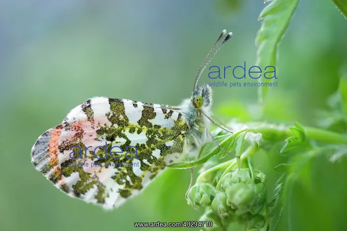 : Orange Tip Butterfly - male on Cow Parsley : Orange Tip Butterfly - male on Cow Parsley