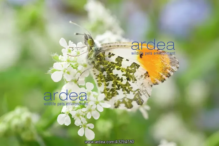 : Orange Tip Butterfly - male on Cow Parsley : Orange Tip Butterfly - male on Cow Parsley