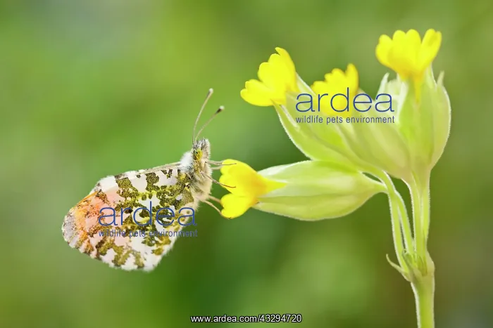 : Orange Tip Butterfly - male on Cowslip : Orange Tip Butterfly - male on Cowslip
