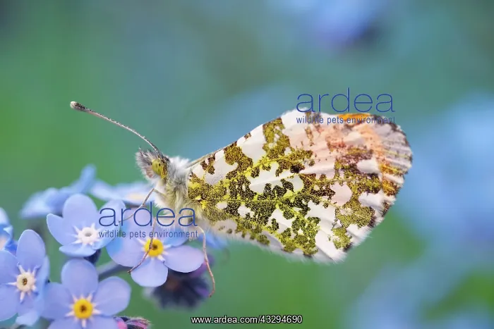: Orange Tip Butterfly - male on Forget-me-not flowers : Orange Tip Butterfly - male on Forget-me-not flowers