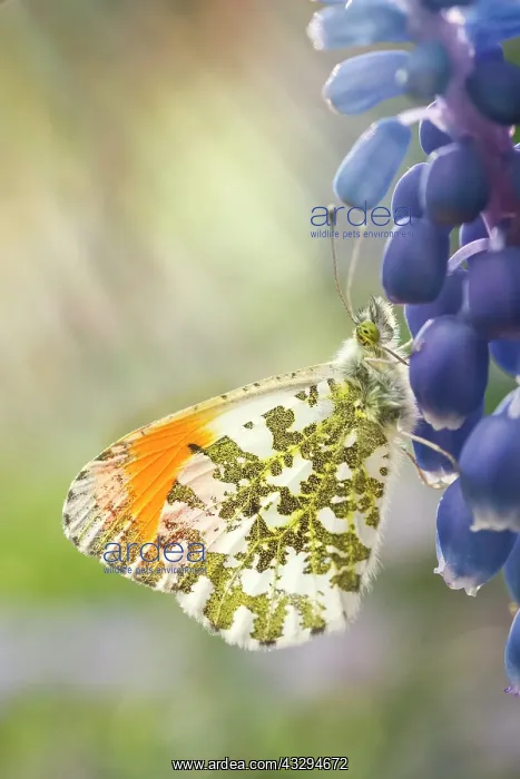 : Orange Tip Butterfly - male on Grape Hyacinth flowers : Orange Tip Butterfly - male on Grape Hyacinth flowers