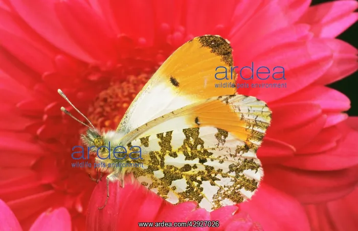 : Orange-tip BUTTERFLY - male on pink gerbera flower : Orange-tip BUTTERFLY - male on pink gerbera flower