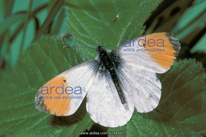 : Orange-tip BUTTERFLY - male, at rest on leaf, with : Orange-tip BUTTERFLY - male, at rest on leaf, with