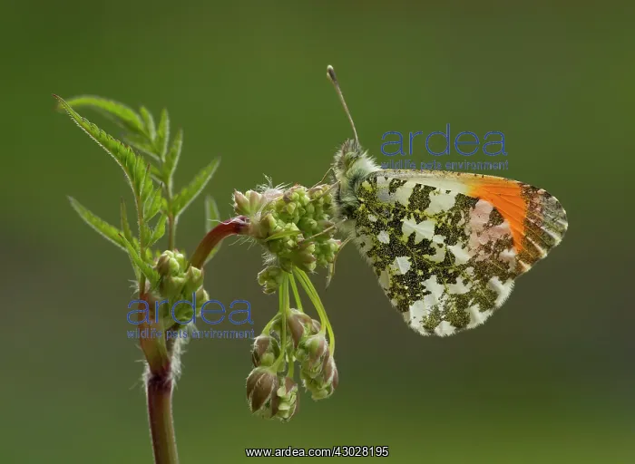 : Orange-Tip Butterfly male resting on Cow Parsley : Orange-Tip Butterfly male resting on Cow Parsley