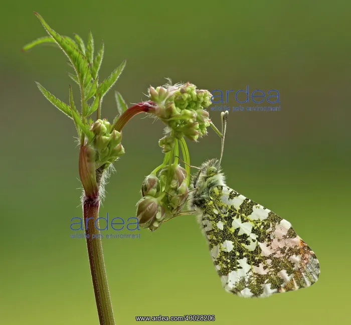 : Orange-Tip Butterfly male resting on Cow Parsley : Orange-Tip Butterfly male resting on Cow Parsley