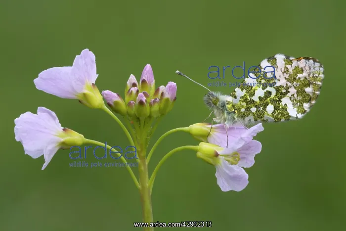 : Orange Tip Butterfly - male - resting on Cuckoo flower : Orange Tip Butterfly - male - resting on Cuckoo flower
