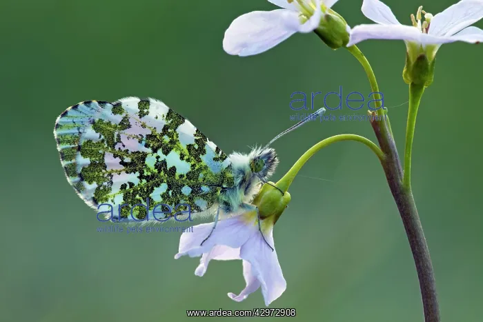 : Orange Tip Butterfly - male resting on Lady's Smock : Orange Tip Butterfly - male resting on Lady's Smock
