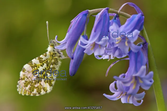 : Orange Tip Butterfly - resting on Bluebell : Orange Tip Butterfly - resting on Bluebell