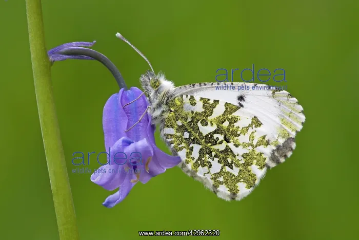 : Orange Tip Butterfly - resting on Bluebell flower : Orange Tip Butterfly - resting on Bluebell flower