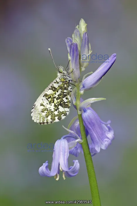 : Orange Tip Butterfly - resting on Bluebell flower : Orange Tip Butterfly - resting on Bluebell flower