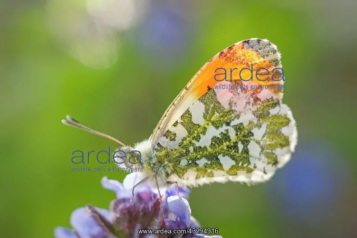 : Orange Tip Butterfly - resting on Borage flowers : Orange Tip Butterfly - resting on Borage flowers