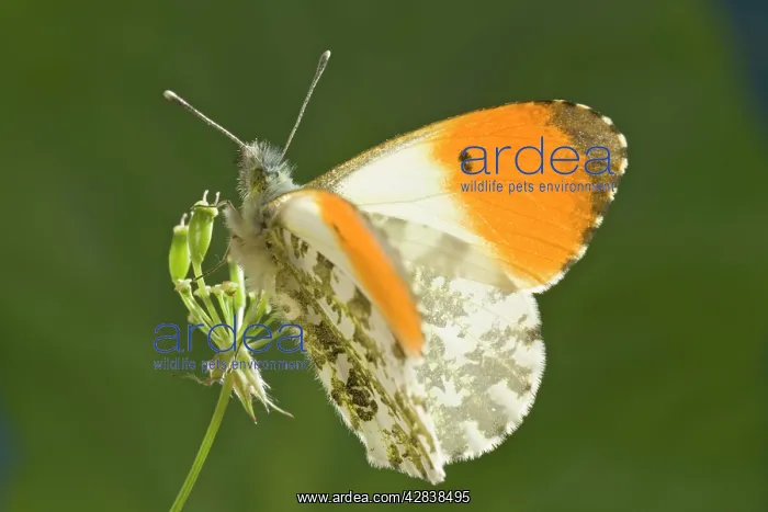  : Orange Tip Butterfly - resting on Cow Parsley