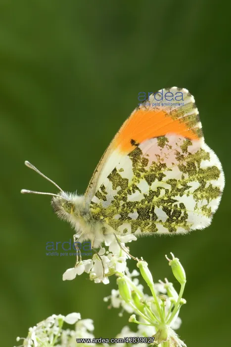 : Orange Tip Butterfly - resting on Cow Parsley : Orange Tip Butterfly - resting on Cow Parsley