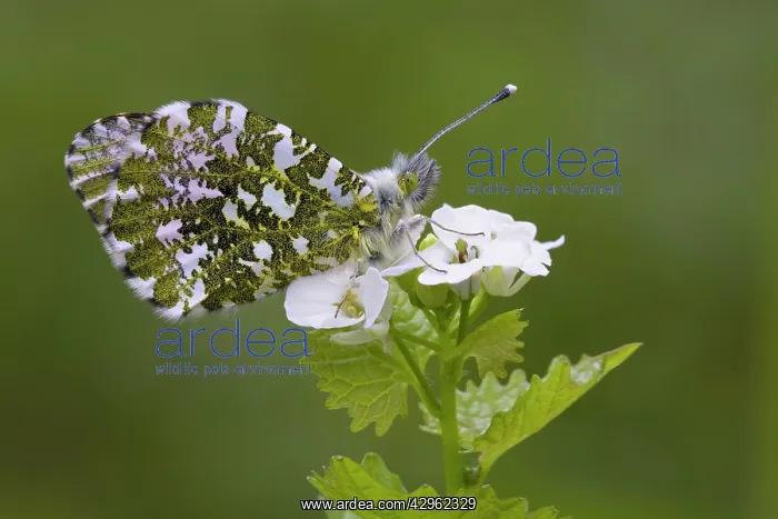 : Orange Tip Butterfly - resting on Garlic Mustard flower : Orange Tip Butterfly - resting on Garlic Mustard flower