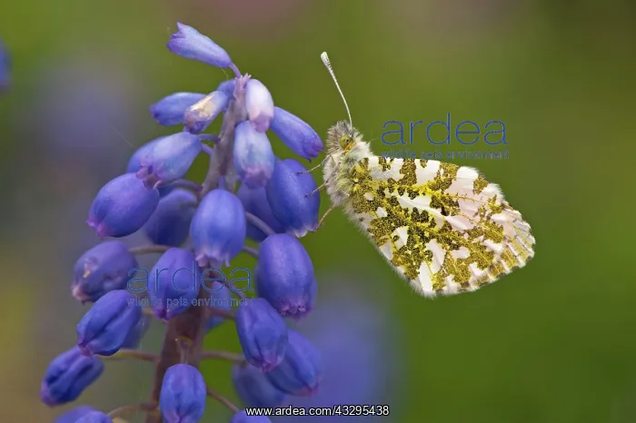 : Orange Tip Butterfly - resting on Grape Hyacinth : Orange Tip Butterfly - resting on Grape Hyacinth