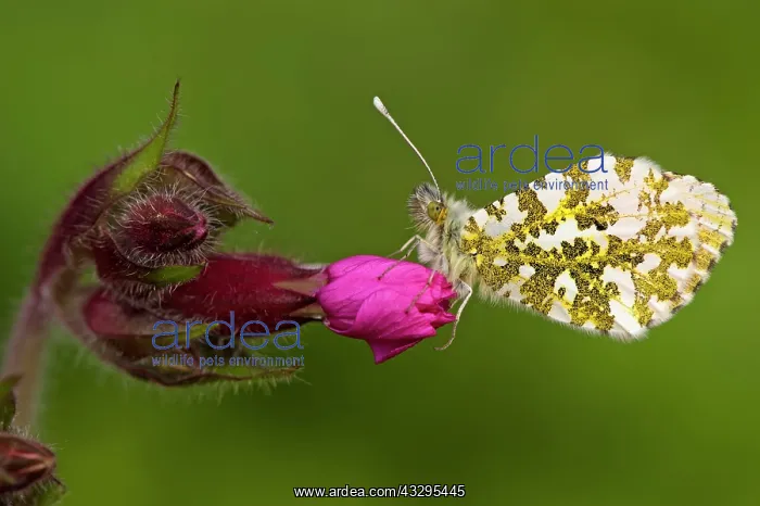 : Orange Tip Butterfly - resting on Red Campion : Orange Tip Butterfly - resting on Red Campion