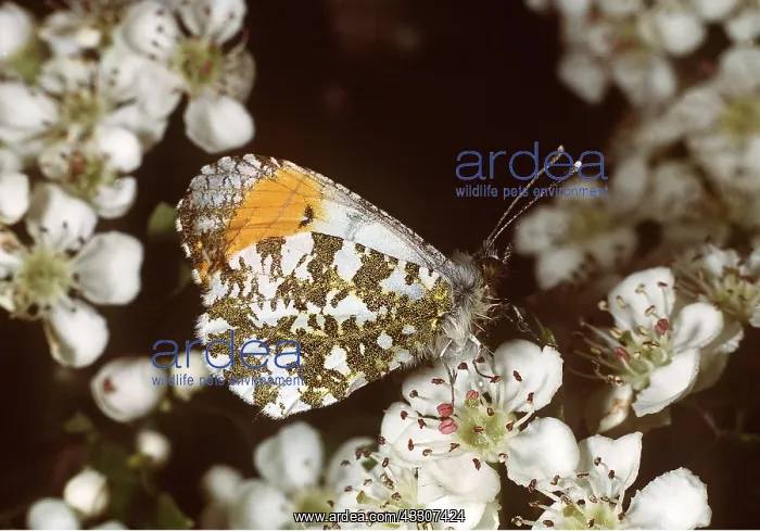 : Orange-tip BUTTERFLY - resting, side view : Orange-tip BUTTERFLY - resting, side view