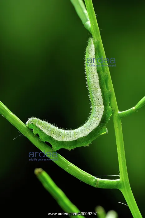 : Orange Tip caterpillar : Orange Tip caterpillar