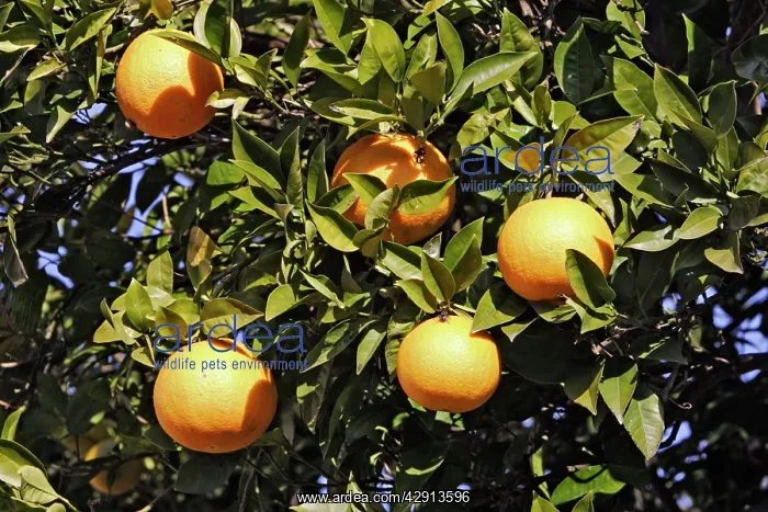  : Orange - on tree