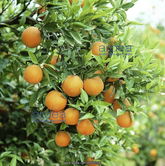 : Orange Tree : Orange Tree