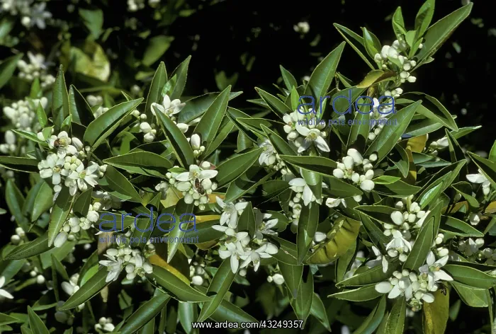 : Orange tree in bloom with pollinating bees : Orange tree in bloom with pollinating bees