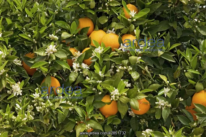 : Orange tree - with fruit and blossom in spring : Orange tree - with fruit and blossom in spring
