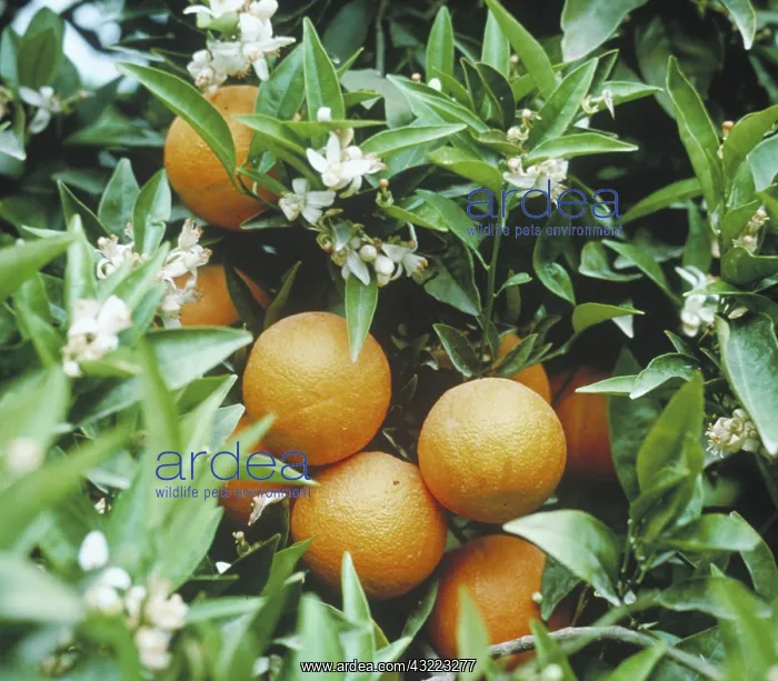 : Orange tree in fruit and flower : Orange tree in fruit and flower