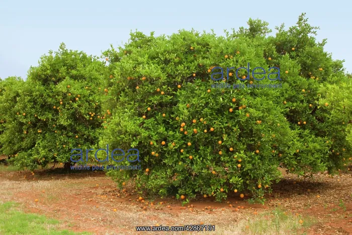 : Orange tree plantation - ripe fruits are hanging : Orange tree plantation - ripe fruits are hanging