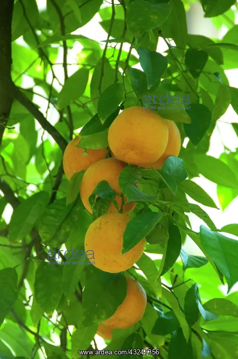 : Orange trees in palace garden, Alcazar (Reales : Orange trees in palace garden, Alcazar (Reales