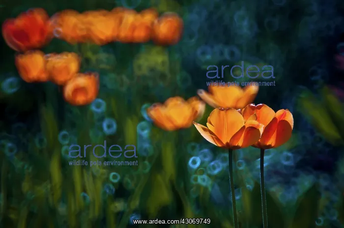 : Tulip. Orange tulips with petals translucent in sunlight, selective focus : Tulip. Orange tulips with petals translucent in sunlight, selective focus