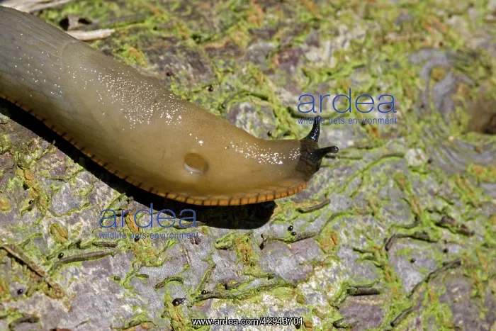 : Orange variety of the large black slug - crawling : Orange variety of the large black slug - crawling