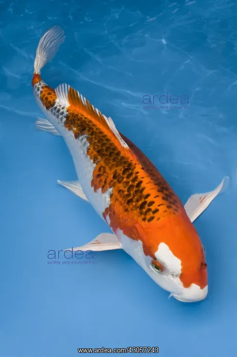 : Orange and white koi carp in an turquoise water : Orange and white koi carp in an turquoise water