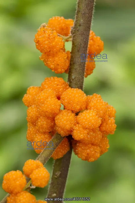 : Orange Wild Rhea (Debregeasia longifolia) : Orange Wild Rhea (Debregeasia longifolia)