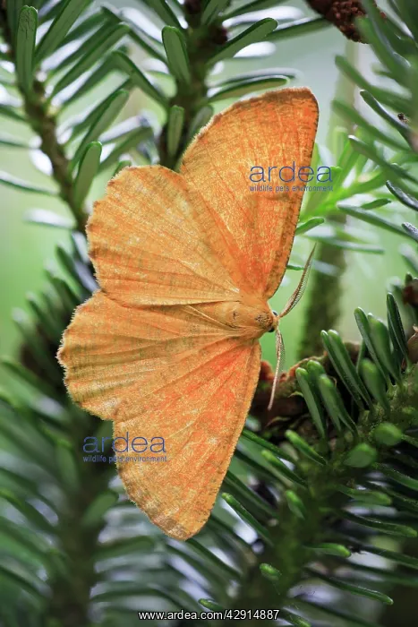 : Orange Wing Moth - resting on fir tree branch : Orange Wing Moth - resting on fir tree branch