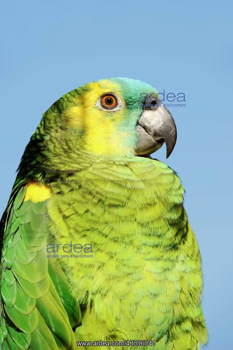: Orange-winged amazon (Amazona amazonica), portrait : Orange-winged amazon (Amazona amazonica), portrait