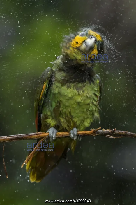 : Orange-winged Amazon (Amazona amazonica) Putumayo, Colombia : Orange-winged Amazon (Amazona amazonica) Putumayo, Colombia