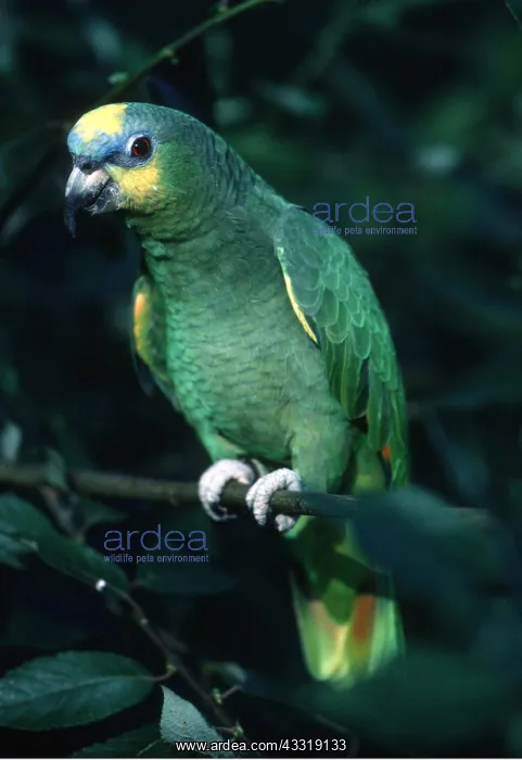 : Orange-Winged Amazon Parrot : Orange-Winged Amazon Parrot