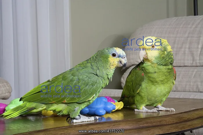 : Orange-winged and Double-yellow Headed Amazons : Orange-winged and Double-yellow Headed Amazons