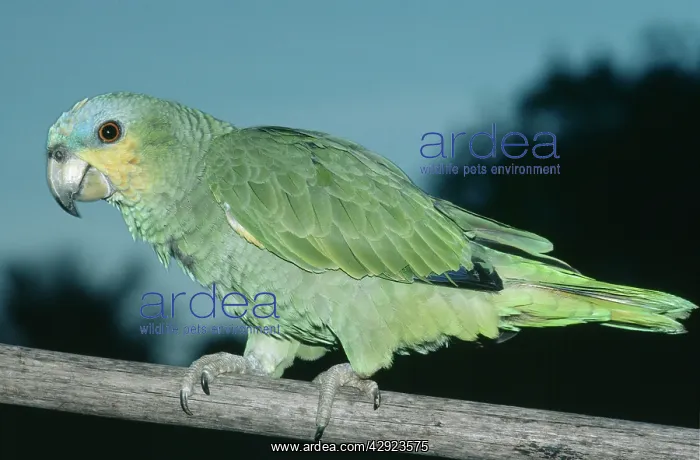 : Orange-winged Parrot : Orange-winged Parrot
