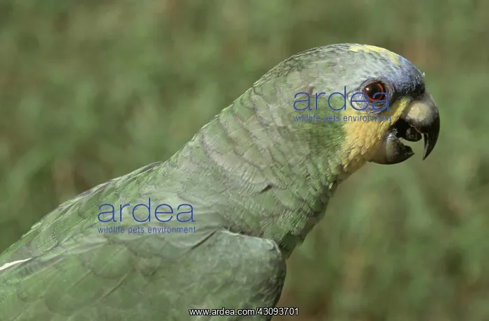 : Orange-winged Parrot (Amazona amazonica) : Orange-winged Parrot (Amazona amazonica)