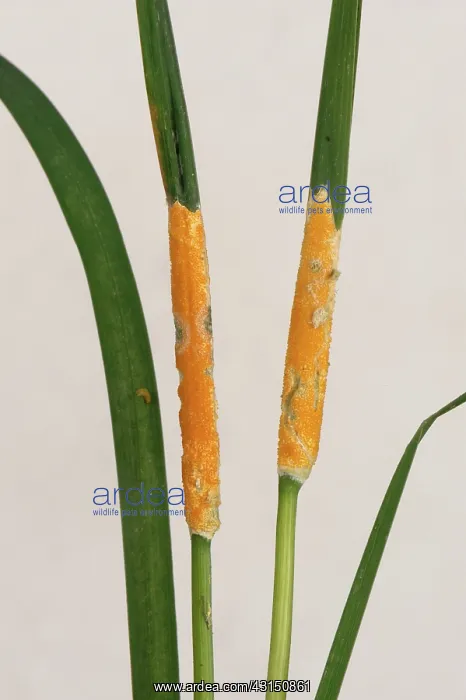 : Orange yellow choke on grass leaf nodes : Orange yellow choke on grass leaf nodes