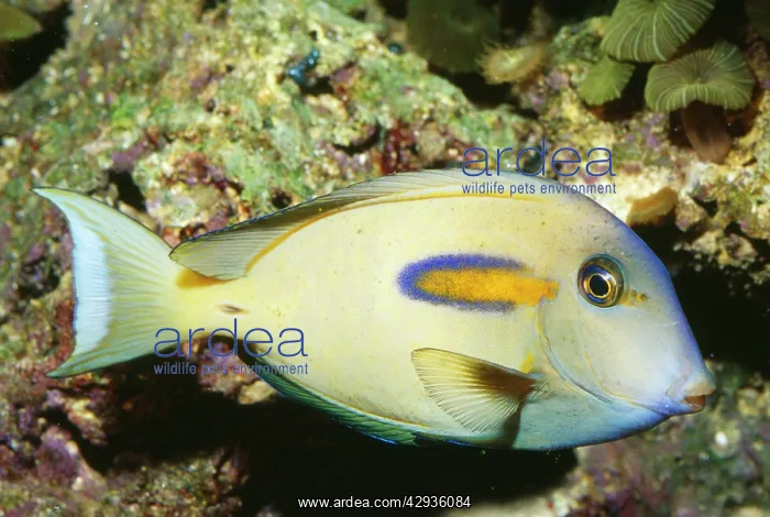: Orangeband SURGEONFISH : Orangeband SURGEONFISH